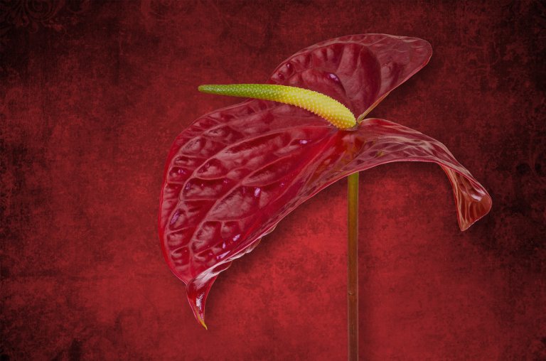 Grafiken und Bildwerke, mit Adobe Software erstelltes Motiv einer Blume mit dem Namen Frauenschuh.