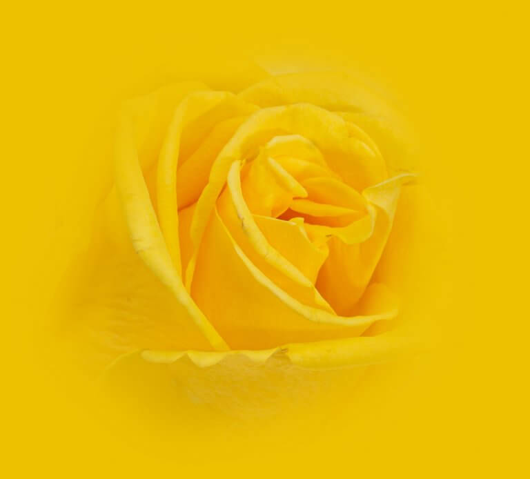 Grafiken und Bildwerke, mit Adobe Software erstelltes Motiv Rose in Gelb