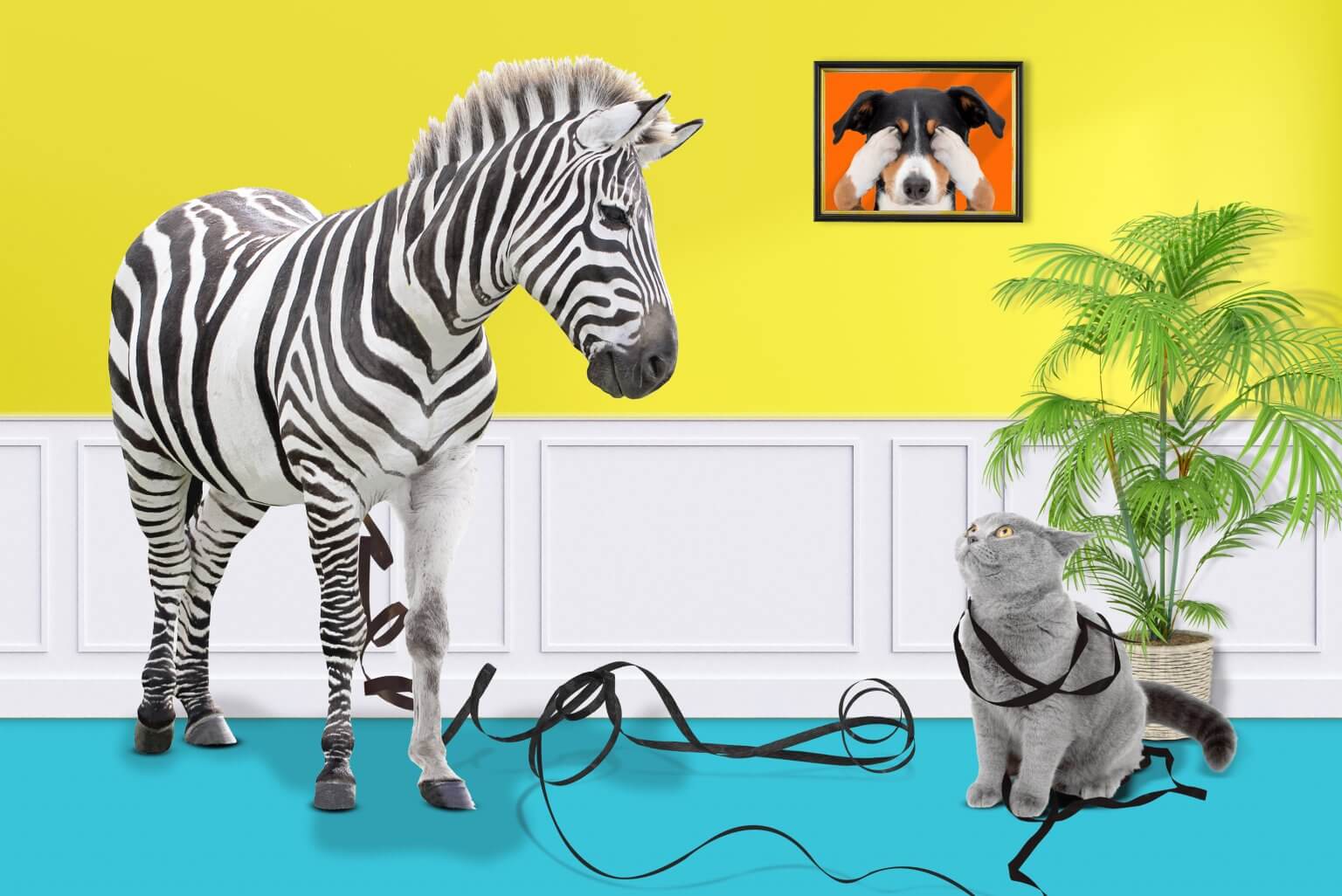 Kreative Bildbearbeitung Composing Artwork zeigt eine Katze die beim Spielen einem Zebra die schwarzen Streifen abwickelt.