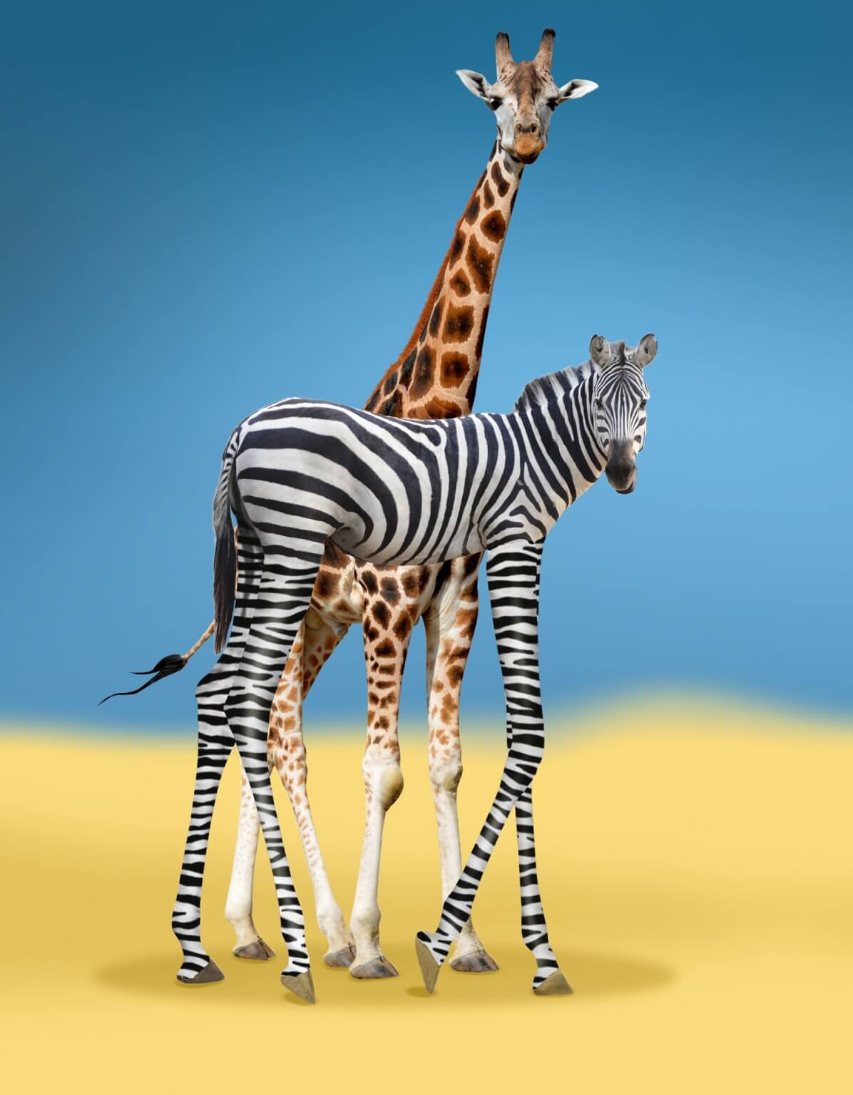 Kreative Bildbearbeitung Composing Artwork zeigt eine Giraffen-Vetar mit seinem langbeinigem Sohn der ein Zebra ist