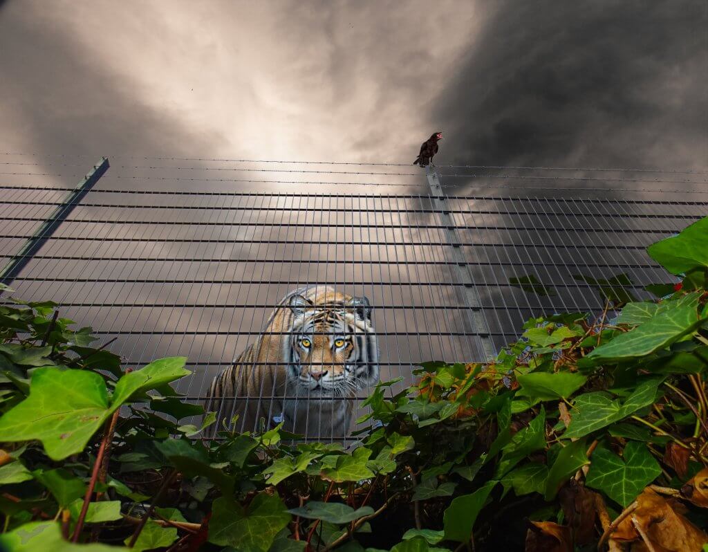 Fotografie und Composing / Bildbearbeitung mittels composing entstand das motiv zaun mit tiger