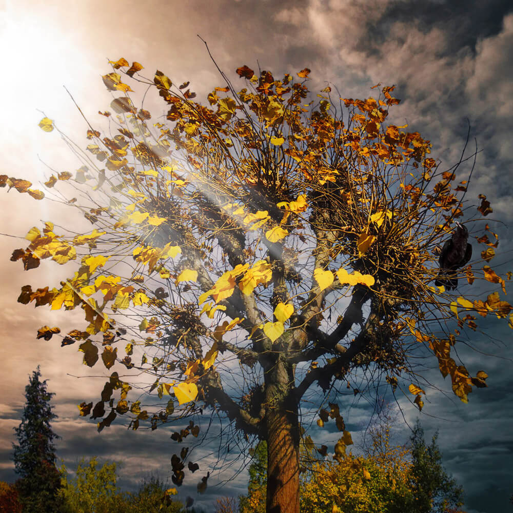 Baum im Herbst mittels Bildbearbeitung und Bild-Composing in den Bilderwelten