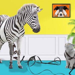 Humorvolle Fotokunst: Zebra und Katze mit Leine in farbigem Raum, Hund im Bild schaut weg – Armin Mumper.