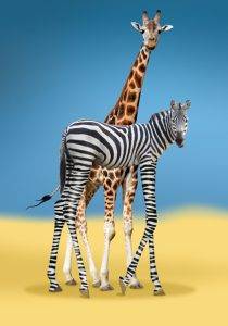 Humorvolles Wandbild: Giraffe und Zebra verschmelzen zu einer Familie mit langen Beinen – Armin Mumper.